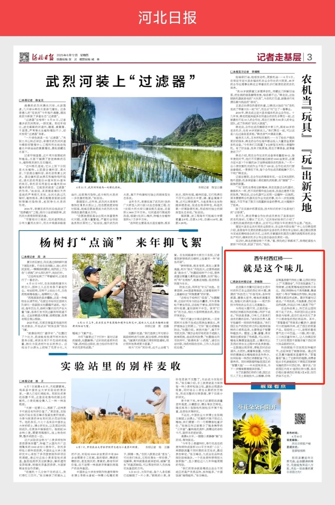 《河北日报》 西午村西红柿——就是这个味儿