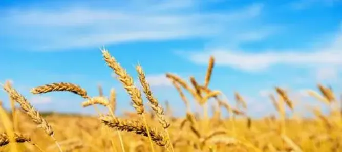 农技落实到田　冀粮喜迎丰收——河北夏粮生产工作纪实