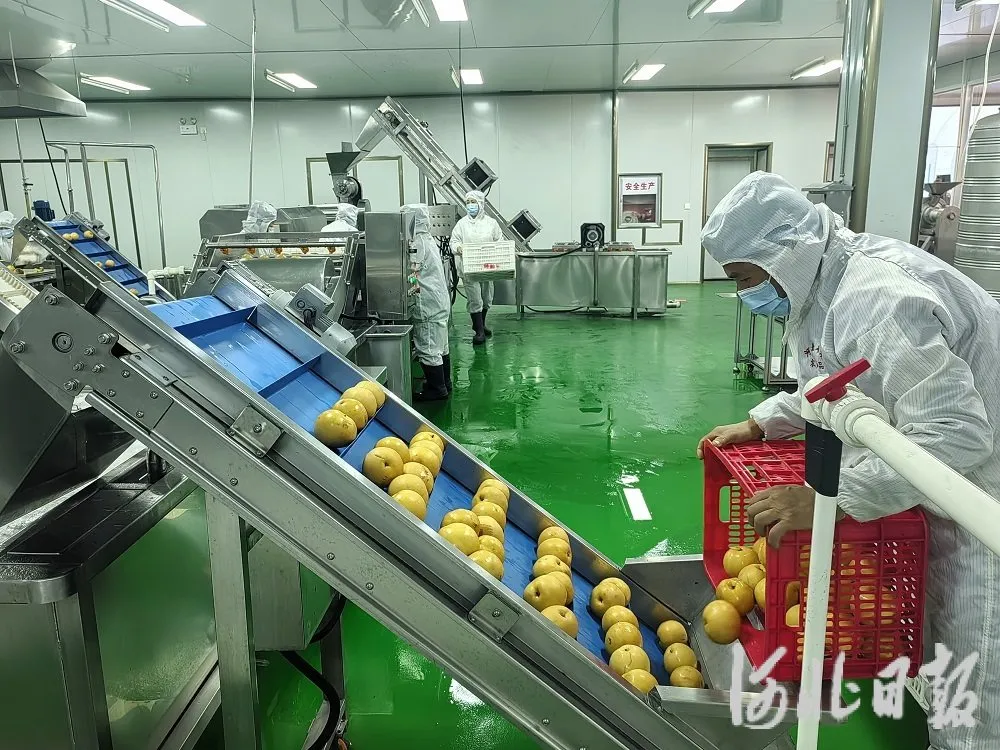 河北鲜梨俏销海外市场