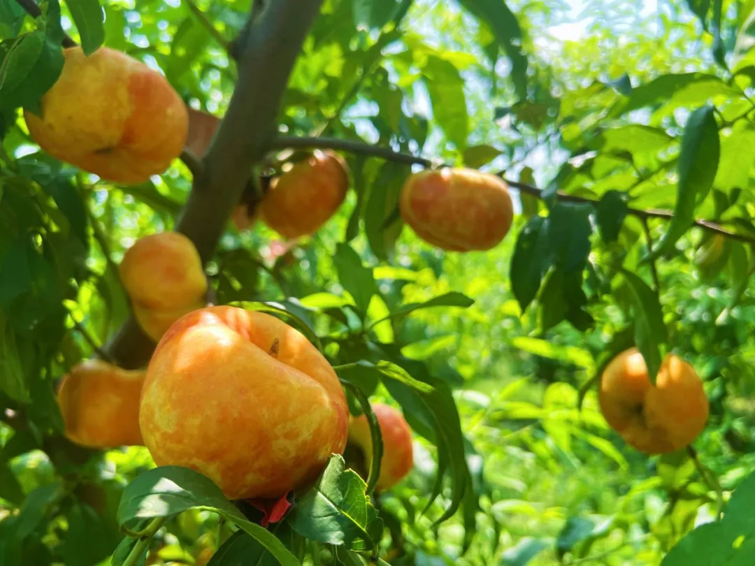 定州蜜桃，飘“香”全国
