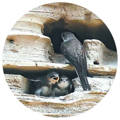 京冀两地努力保护生态——  栖息环境好 崖沙燕归来（点赞新时代）