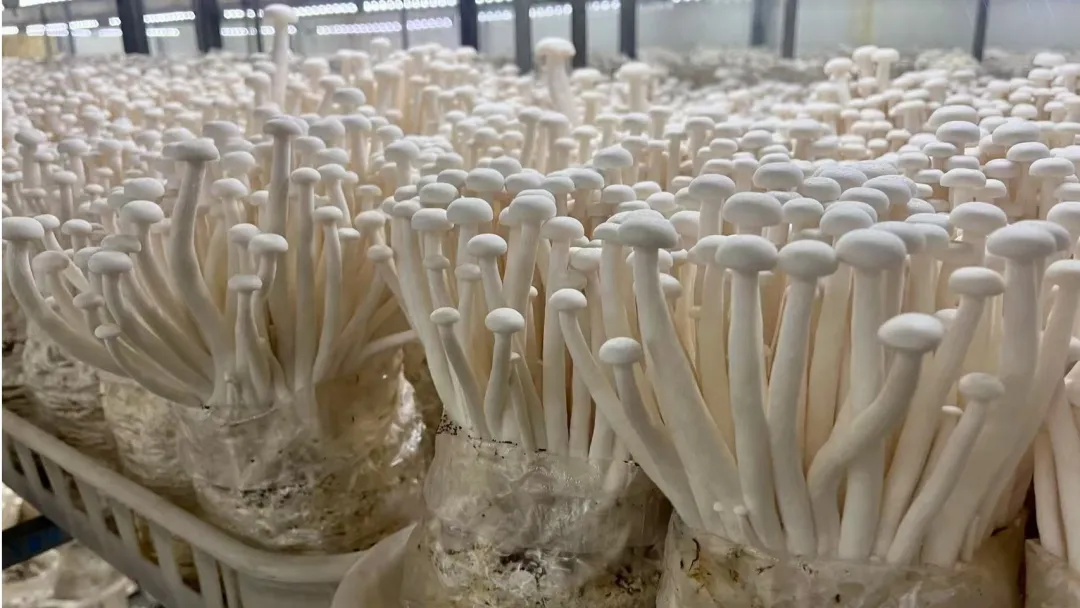 河北涞水： 海鲜菇住进“空调房” 四季丰收撑起乡村“致富伞”