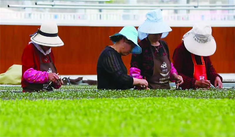 【坚定信心 勇挑大梁】张家口多措并举推进蔬菜产业高质量发展