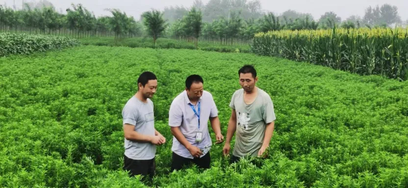 河北曲周县：甜叶菊产业铺就乡村振兴路