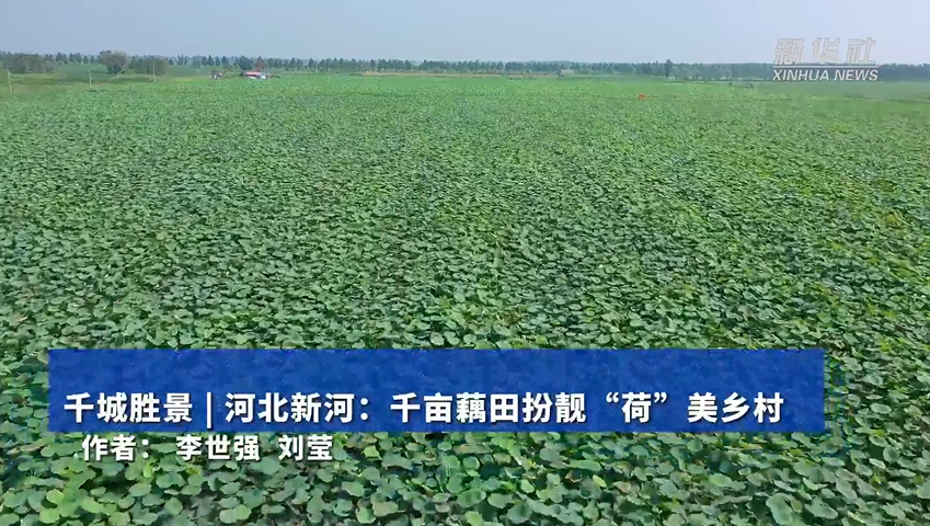 河北新河：千亩藕田扮靓“荷”美乡村