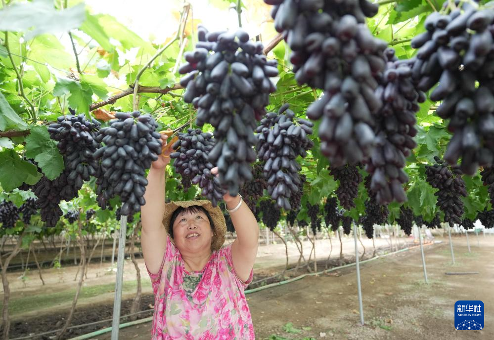 河北昌黎：农旅融合发展促农增收