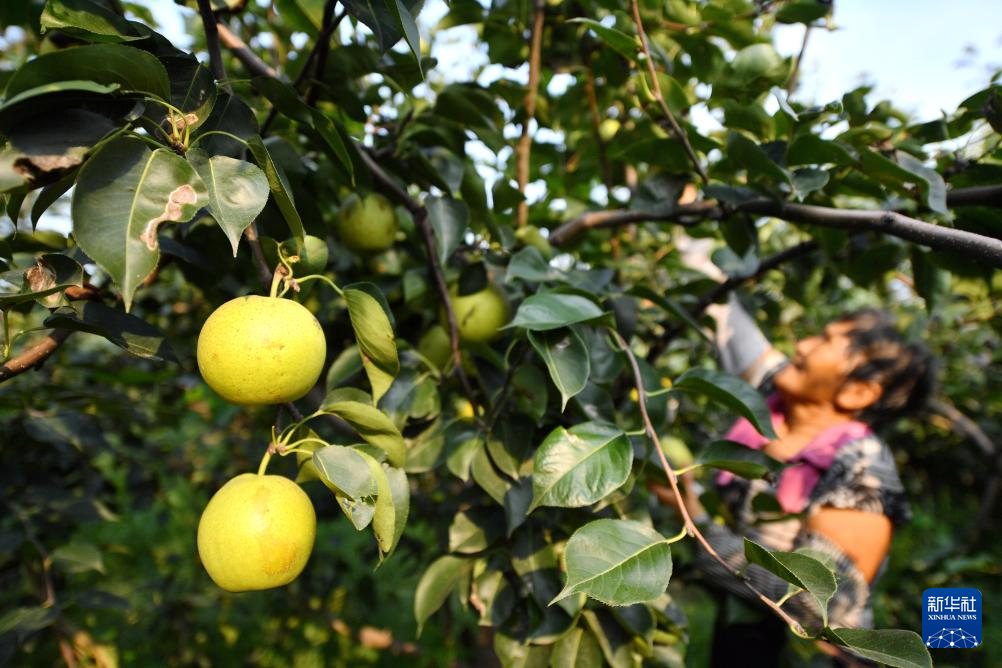 河北威县：“威梨”丰收香满园