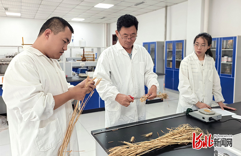 ​为盐碱地小麦装上“耐盐芯”