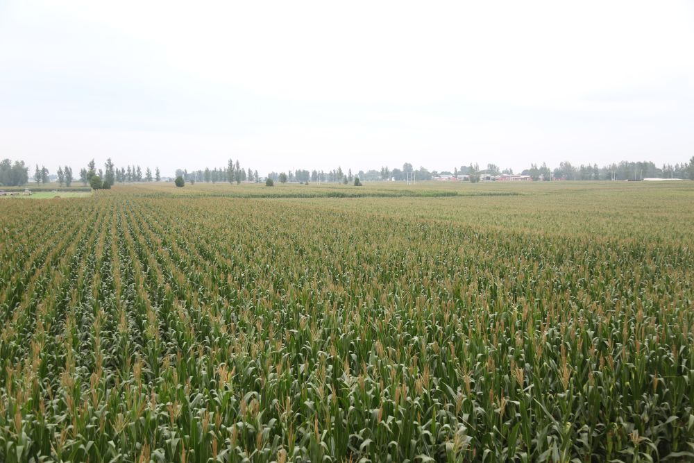 河北：多措并举做好田间管理确保粮食丰收