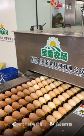 百姓看联播｜闯荡香港的定州鲜鸡蛋