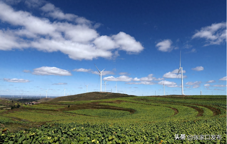 张家口全国风电“五连冠”的绿色密码