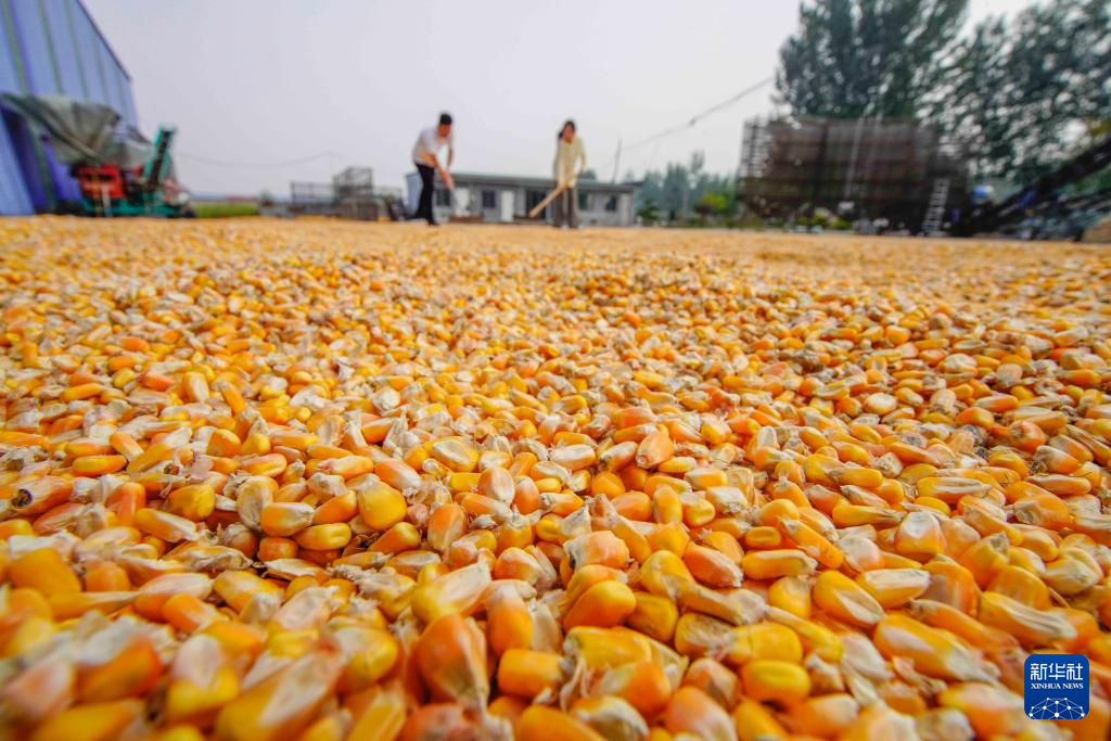 金秋好“丰”景