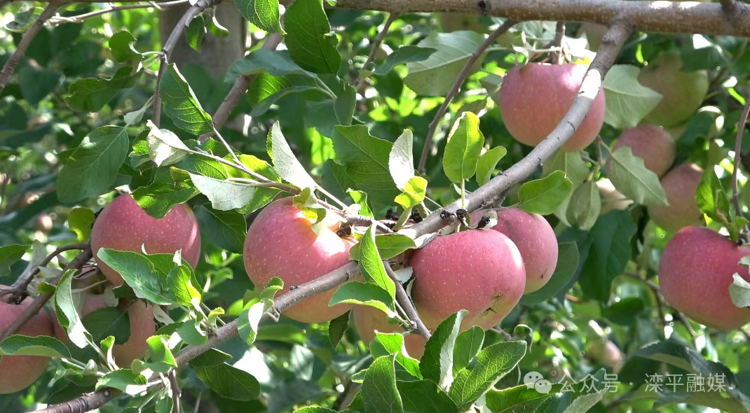 滦平：400亩苹果园迎丰收 游客采摘乐不停