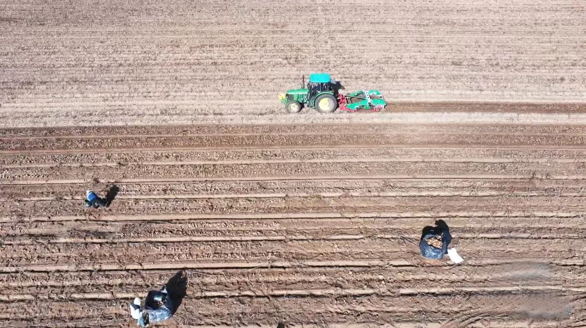 蔬菜丰收忙起来 群众腰包鼓起来