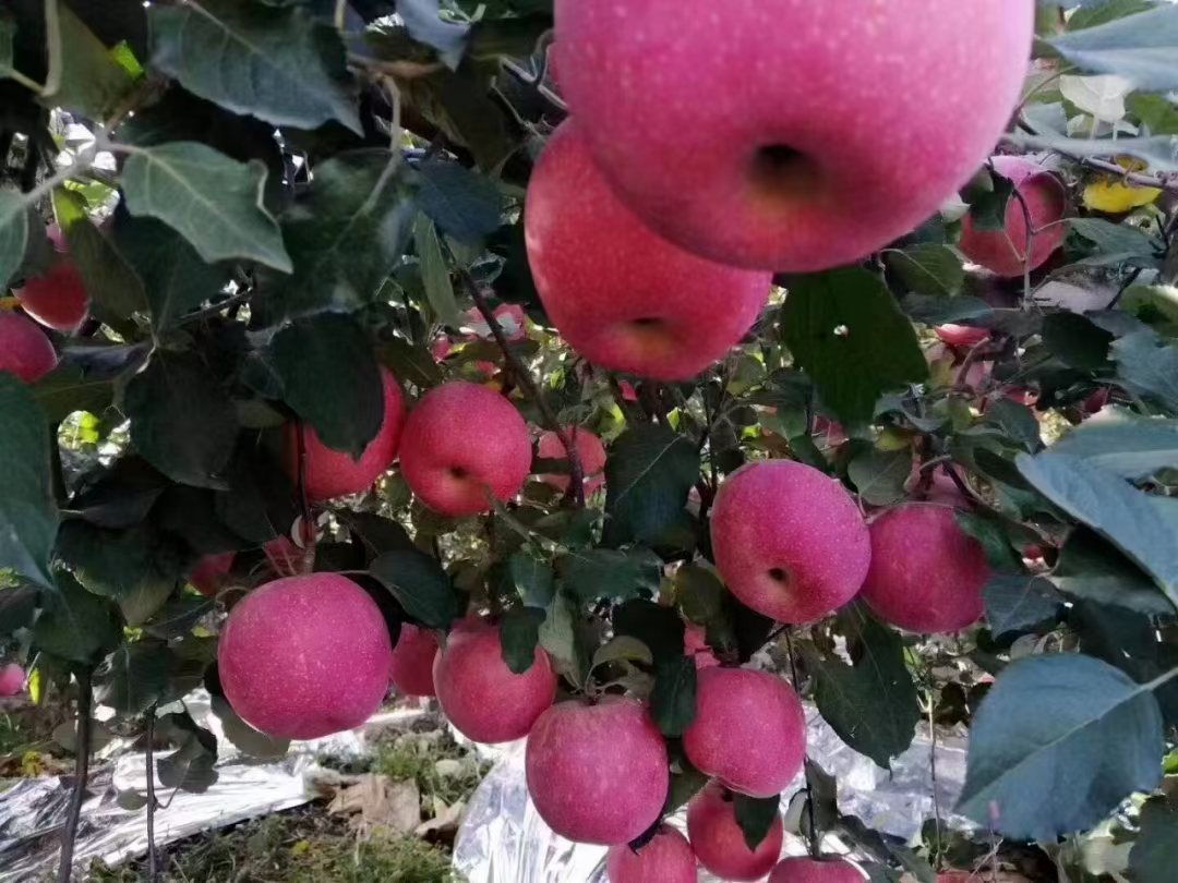 顺平：“优级甜” 藏着秋日最浓的果香
