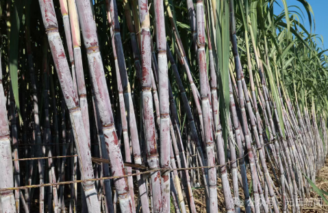 元氏 “蔗” 里有点甜，等你来“砍”一刀！