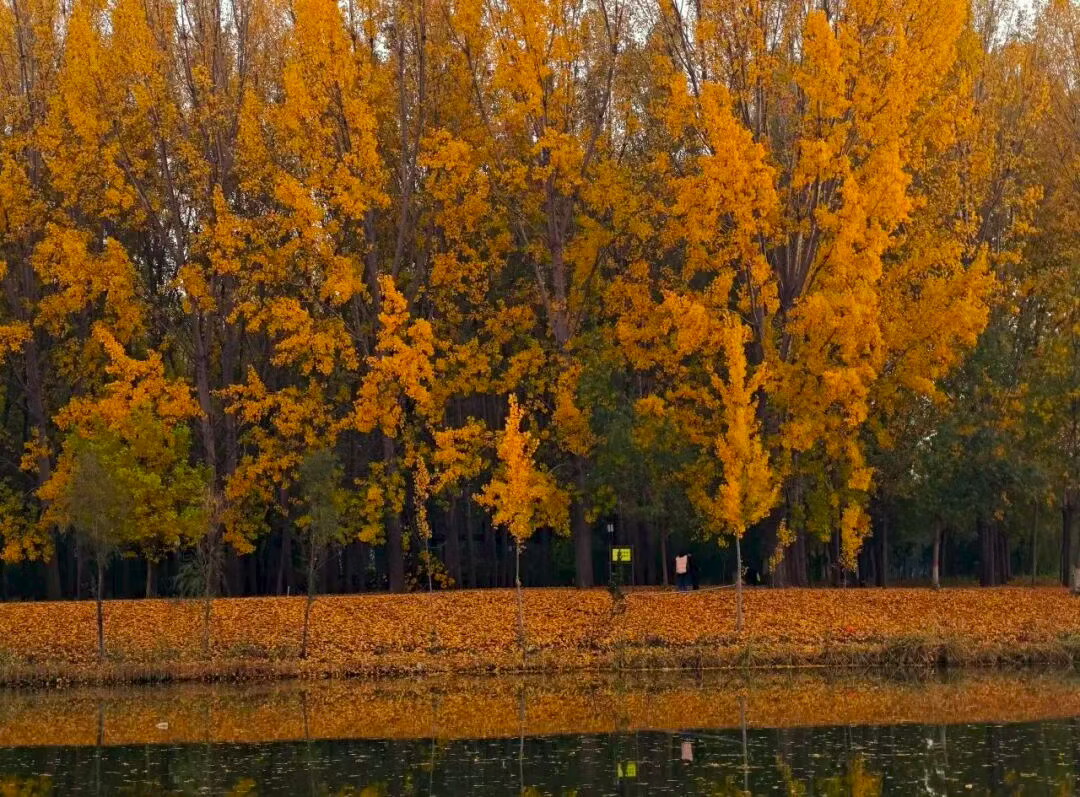 魏县立冬图：一卷斑斓 满城诗意