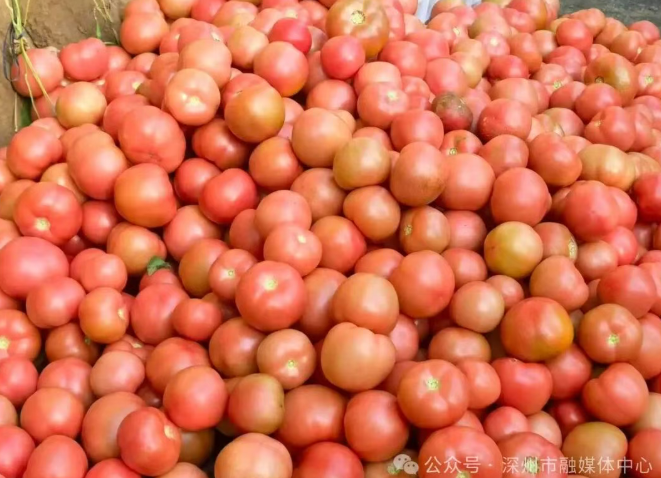 深州：集体经济展活力 西红柿变身“致富果”