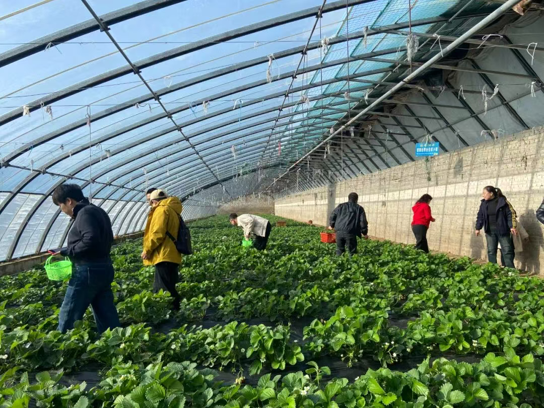 石家庄井陉：冬日采摘乐不停