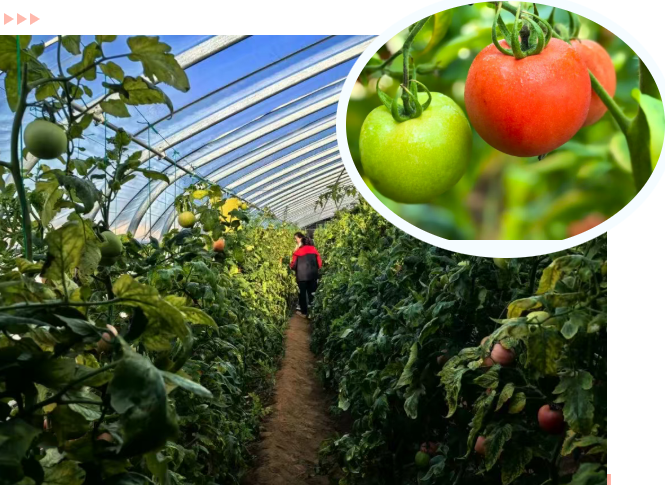 硕果映“红”致富路！元氏县源盛农业生态园番茄喜获丰收