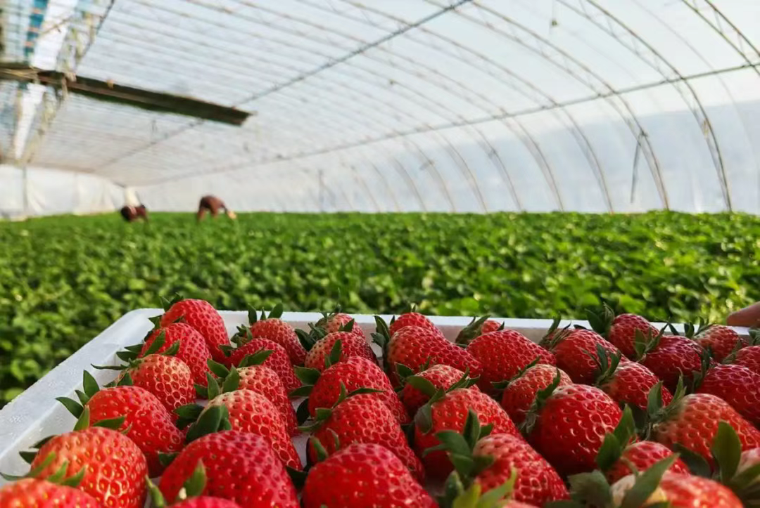 顺平：产销一体化助力“莓”好产业