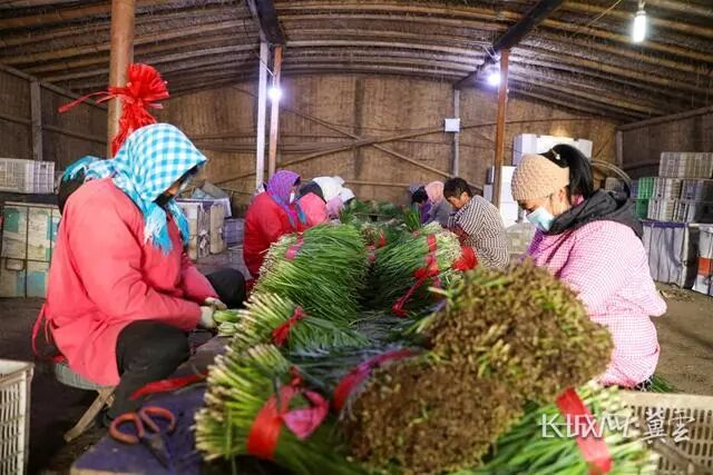 唐山滦南：韭菜迎丰收 田间地头收销忙