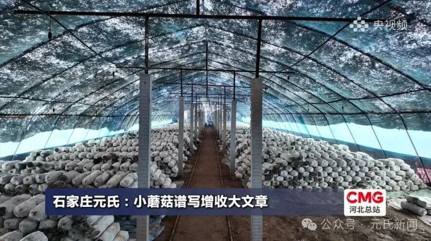 石家庄元氏：小蘑菇谱写增收大文章