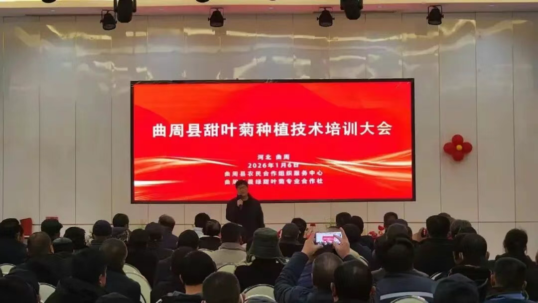 曲周2万亩甜叶菊带火农户增收！