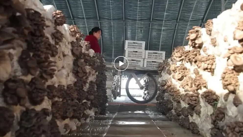 河北吴桥：“小蘑菇”成就乡村振兴“大产业”